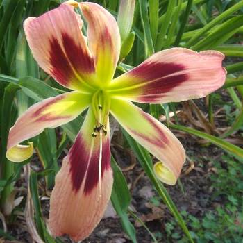 Лилейник Hemerocallis ‘Wild And Wonderful’